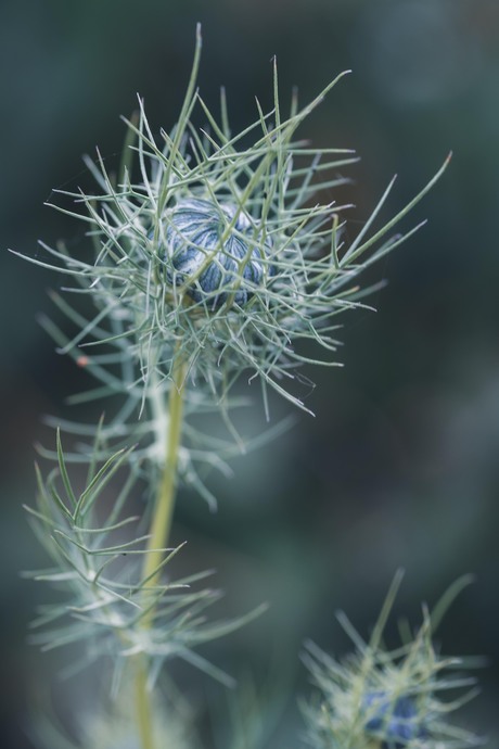 Juffertje in de knop