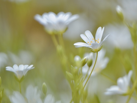 Chickweed