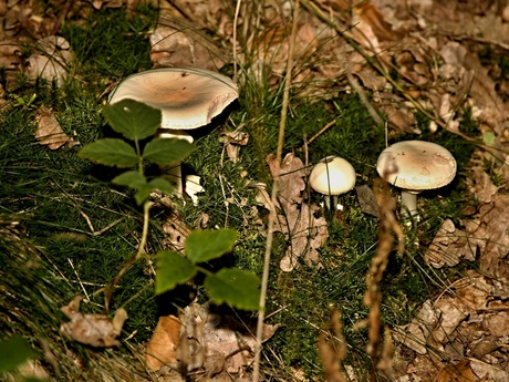 Paddenstoelen in Gunderath, 16.