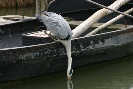 Reiger