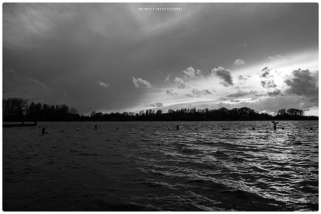 De plas en de aalscholver 