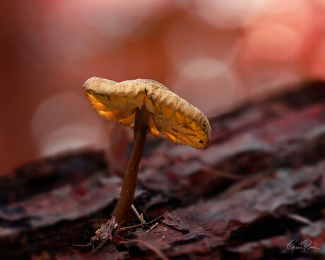 Morning Mushroom