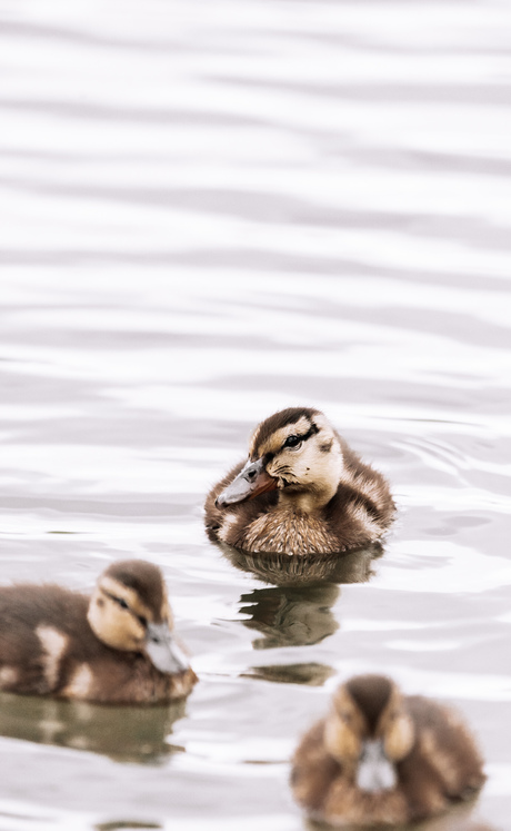 jonge eendjes