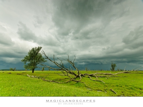 oostvaardersplassen