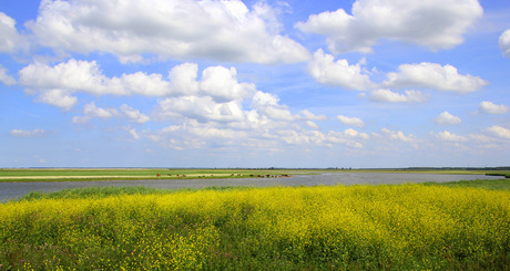 oostvaardersplassen