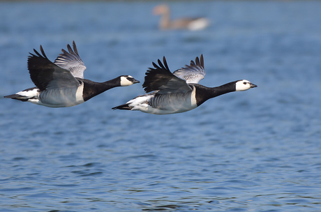 Branta Leucopsis