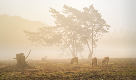 Cows in the golden sunlight