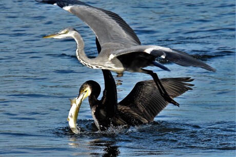 Reiger ziet kans voorbij gaan