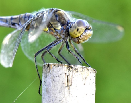 Beautiful dragonfly