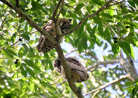 twee ransuil-kuikens in de boom voor ons huis