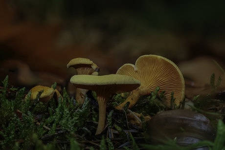 Gevallen Valsehanenkam