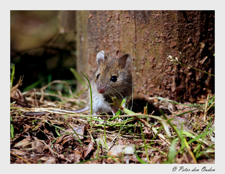 Oog in oog met Bosmuis