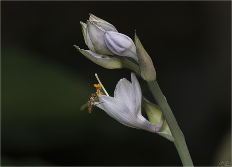 snorzweefvlieg bij bloem