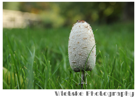 witte champignon