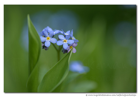 Vergeet-me-nietje