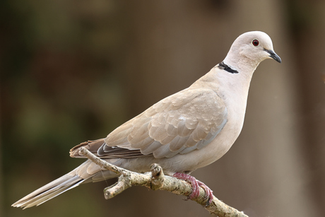 tortelduif