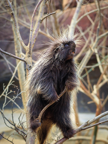 Noord Amerikaanse Boomstekelvarken