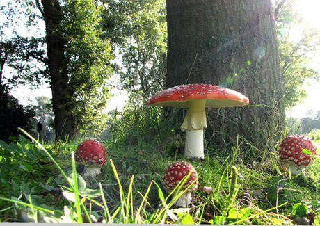 goed paddenstoelen jaar