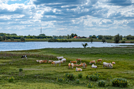 Uiterwaarden