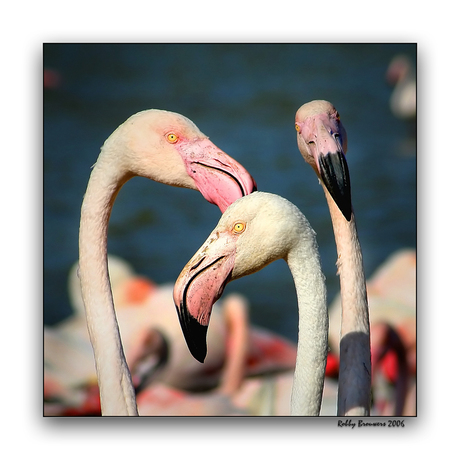 Pink Flamingos...