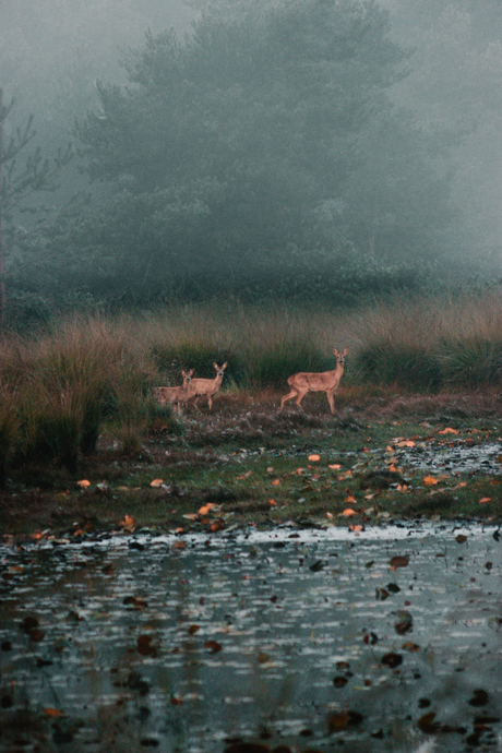 In de mist