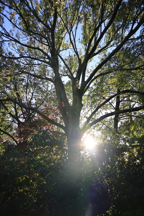 Zon spiekt door de bomen