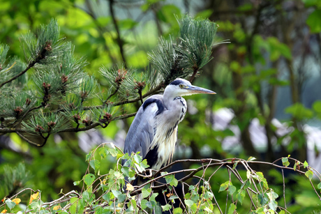 Reiger