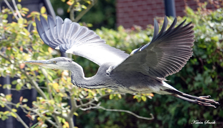 "Reiger in vlucht..."