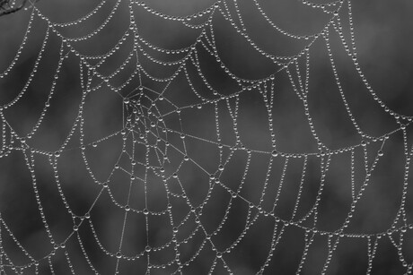 Walking into Spiderwebs