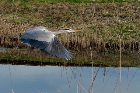 Wegvliegende reiger