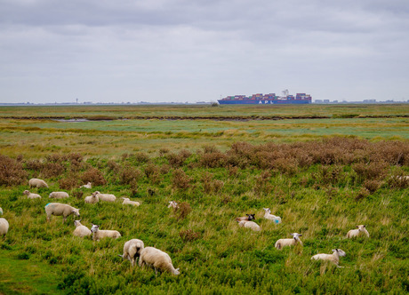 Verdronken land van Saeftinghe