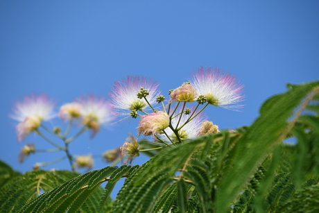 Perzische Slaapboom 