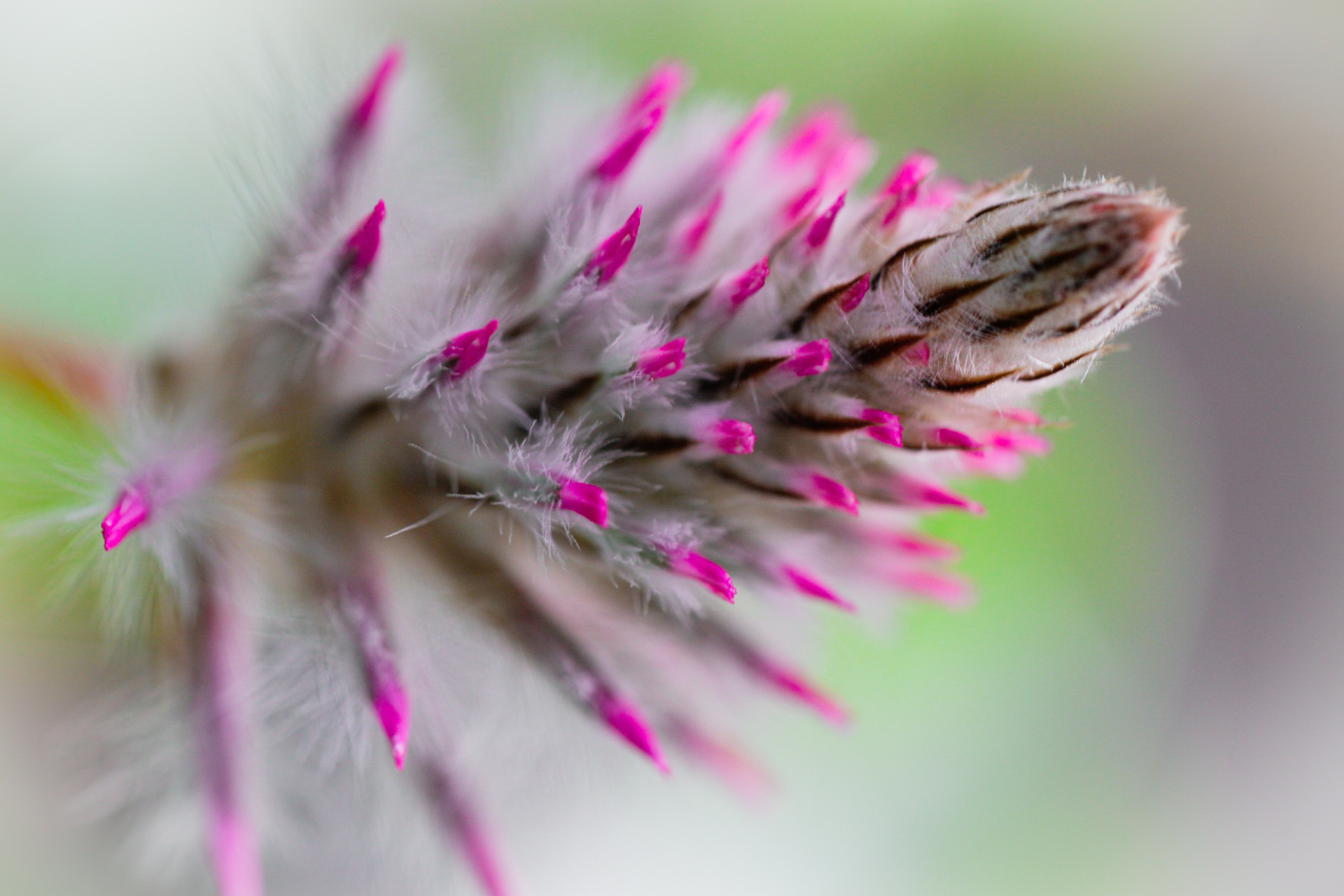 Macro delight - Met de macro de tuin in - foto door jschaapman op 02-08-2021 - deze foto bevat: bloem, plant, bestuiver, bloemblaadje, roze, terrestrische plant, honingbij, bloeiende plant, kruidachtige plant, eenjarige plant