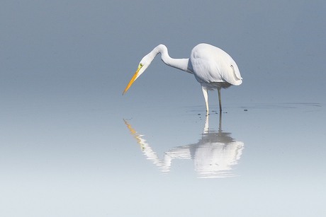 Witte Reiger