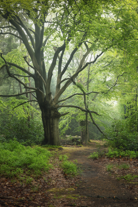 The old beech tree