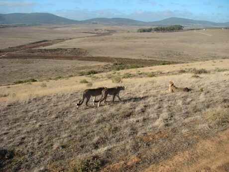 Garden Route Game Lodge Safari - Albetina