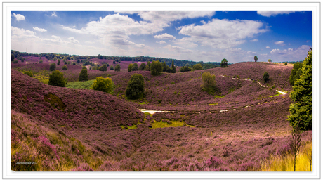 Heide in bloei