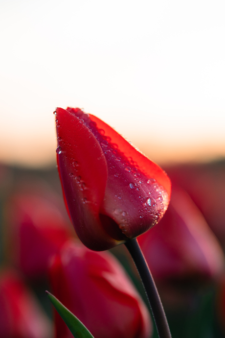 Rode tulp