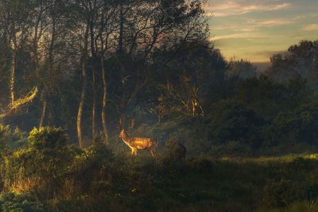 Zonsopkomst in de Waterleidingduinen