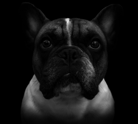 Franse Bulldog portrait
