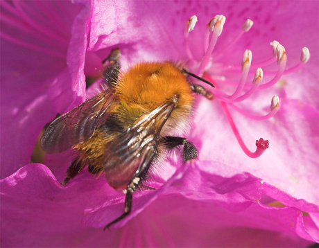 Hommel op Rhodondendron Praecox