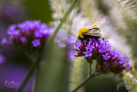 In de tuin.