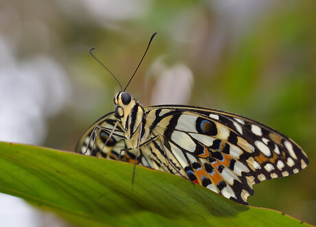 Papilio Demoleus (Limoenvlinder)