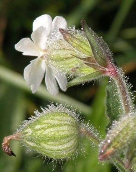 Bloemknop met dauw