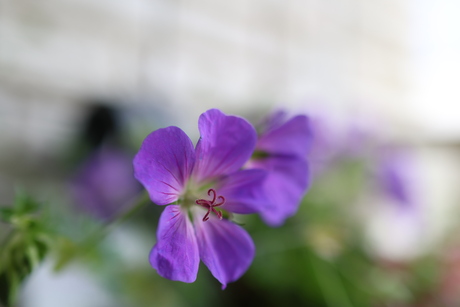 Geranium transbaicalicum