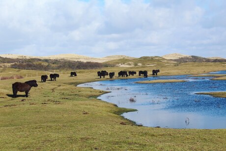 Duinpaarden