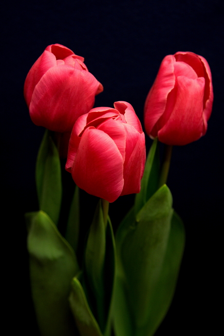 tulp