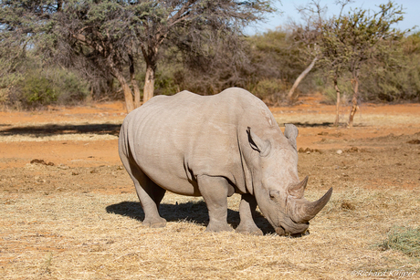 Witte neushoorn (Ceratotherium simum)