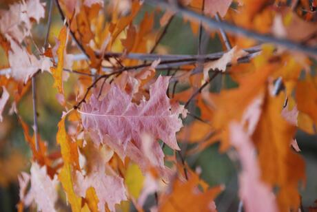 Herfstkleuren