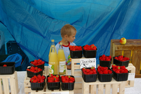 Hollands fruit